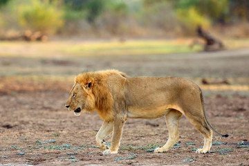 The Southern Lion (Panthera leo melanochaita) or Eastern-Southern African Lion. A large very blond dominant male, typical coloring for Luangwa lions, walks along the way in orange sunset.