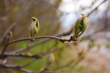 Spring. Thin bare tree branches with new fresh young opening leaves against the sky.