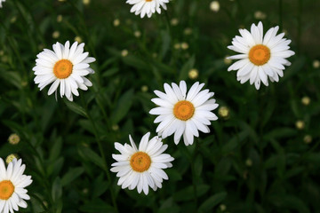 daisies in the grass © David