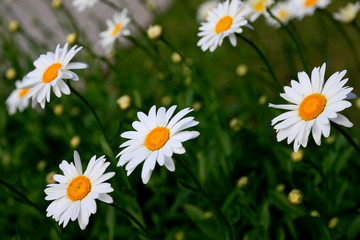 Fototapeta na wymiar daisies in the grass