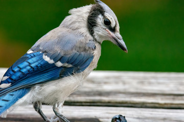 blue jay close up