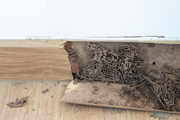 Close up texture of termites anthill in wood at home.