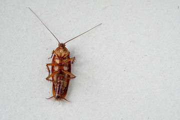 close up of cockroach on paper background.