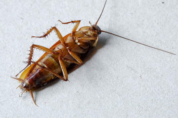 close up of cockroach on paper background.