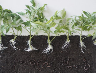 Agriculture. Earthworms, beneficial and living in the soil. Helping to loosen the earth.