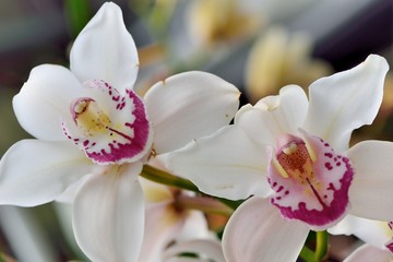 Fototapeta na wymiar Orchid Flower (Orchid aceae) in the Taiwan.