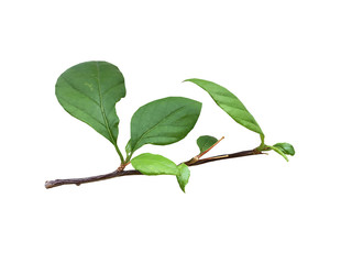Green leaves on a white background.