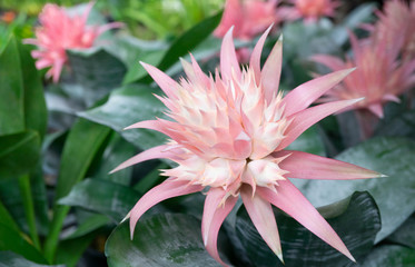 Bromeliad pink tropical plant colorful flower blooming in spring season at Bromeliad market,Aechmea fasciata, Urn plant, Bromeliaceae, guzmania,Bromelia