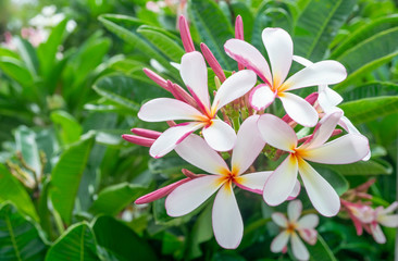 White plumeria and Pink plumeria  flowers bouquet have yellow pollen and green leaf blooming on plant,tropical flower,mix colors,beautiful