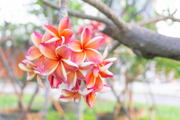 White plumeria and Pink plumeria  flowers bouquet have yellow pollen and green leaf blooming on plant,tropical and summer flower,mix colors,beautiful bunch,spa,Temple Tree,Frangipani