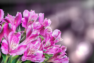 group of pink freesia flowers on blured background