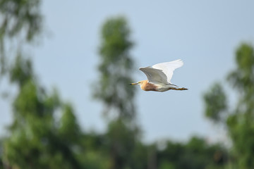 Birds flying on the natural background
