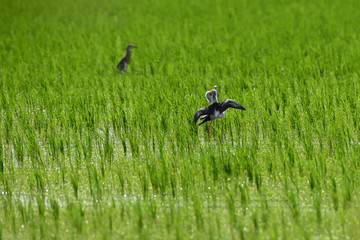 Birds are breeding in the rice fields.