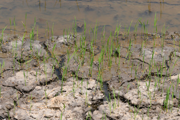 Dry dead ground Go with the heat