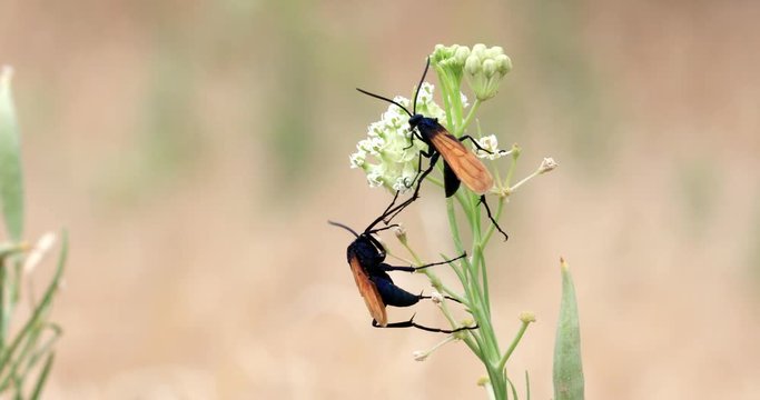 A tarantula wasp gathering pollen from a Sweet Alyssum shares the windblown flower as a friend flies into scene and both continue to feed.