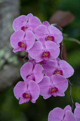 Orchids on a natural background