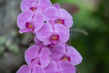 Orchids on a natural background