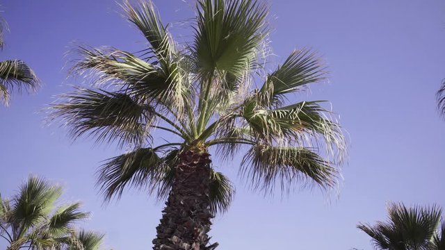 Rows Of Tropical Palm Trees Against The Blue Sky In Greece. - slow panning shot