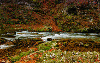 the mountain river descends among the stones and the autumn leaves