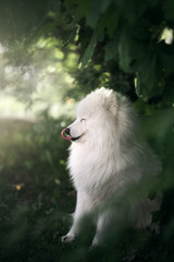 White samoyed dog outdoors