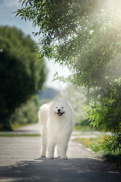 White samoyed dog outdoors