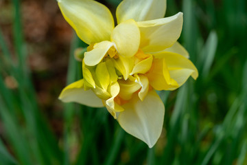 Narcissus