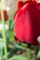 Tulips