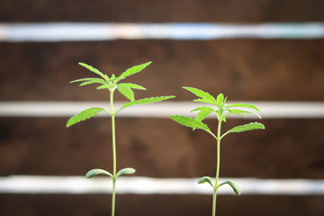 Marijuana green leaf or ganja or hemp cannabis sprout seedling growing on wood background for medical.