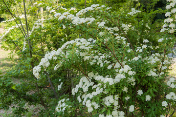 コデマリの枝が枝垂れている風景／Spiraea cantoniensis Lour