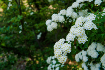 垂れ下がる焦げまりの枝／Spiraea cantoniensis Lour