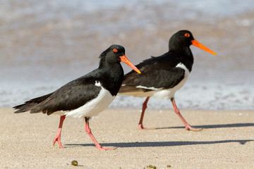 Pied Oyster Catchers on beach