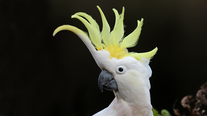 Sulphur-crested Cockatoo with erect crest