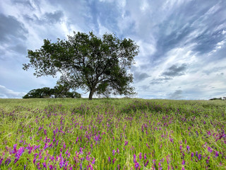 Dramatic Clouds Over an Large Oak Tree and Meadow of Brilliant Purple Fetch and Meadow Grasses