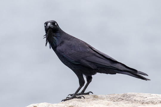 Australian Raven showing neck heckles