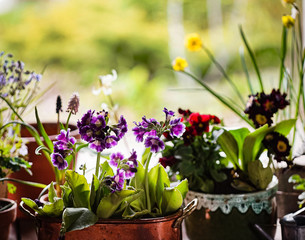 spring flowers in the pots