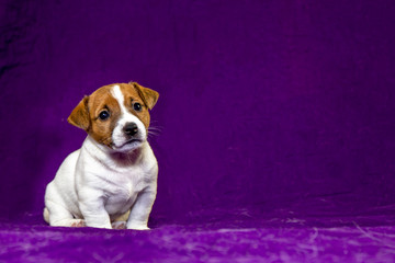 Cute puppy female Jack Russell Terrier sits on a purple bedspread nearby. Violet background. Puppy food advertisement