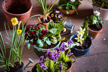 spring flowers in the pots