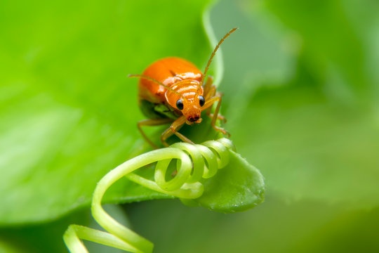 Macro of red cucurbit leaf beetle or Aulacophora indica (Gmelin) on green leaf with blurred green background. Orange insect that is a melon pest.