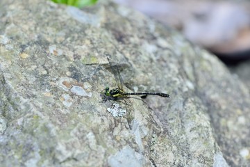 Least Clubtail ( Sinogomphus formosanus Asahina ) male