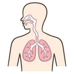 呼吸器　人体