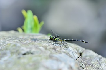 Least Clubtail ( Sinogomphus formosanus Asahina ) male