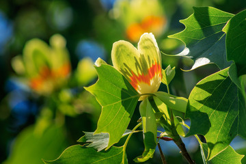 Flowering tulip tree (Liriodendron Tulipifera, Tulip Tree, American Tulip Tree, Tuliptree)