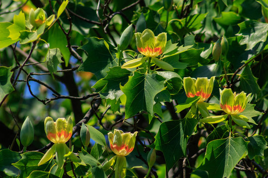 Flowering tulip tree (Liriodendron Tulipifera, Tulip Tree, American Tulip Tree, Tuliptree)