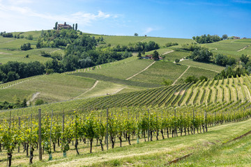 Fototapeta na wymiar Vineyards of Barolo and Alba Langhe Piedmont Italy during spring season.