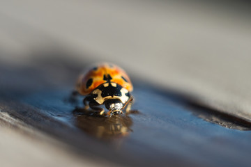 Ladybird drinks water. Macro photography