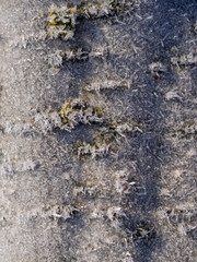 tree bark in hoarfrost