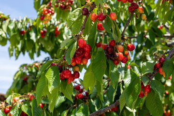 Obraz premium Vineyards of Barolo and Alba Langhe Piedmont Italy during spring season.