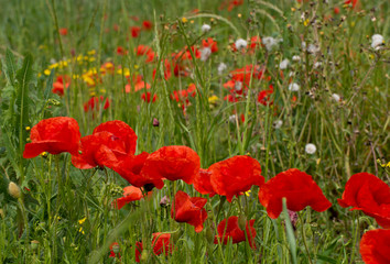 Coquelicots dans la lumière matinale