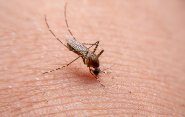 Striped mosquitoes are eating blood on human skin. Mosquitoes are carriers of dengue fever and malaria.Dengue fever is very widespread during the rainy season.