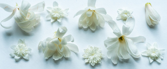 Composition with Magnolia and Anemone flowers on the white background